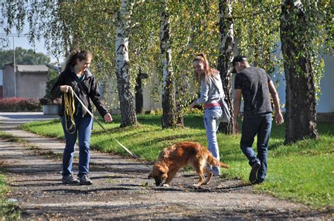 venčení psů brigáda|Venčení psů Praha 4 (100 Kč/hod; vhodné pro studenty)